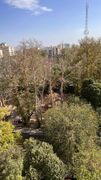 ماجرای قطع درختان قلهک