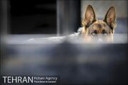 کلینیک‌های سیار عقیم‌سازی سگ‌های ولگرد در مناطق حاشیه‌ای تهران مستقر می‌شود