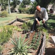 کاشت ۱۰ هزار گلدان گل داوودی در فضاهای سبز منطقه ۲۰