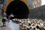 جاده چالوس به دلیل عبور احشام مسدود شد