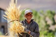 جدیدترین خبر درباره پرداخت مطالبات گندمکاران/ سرنوشت خودکفایی گندم به کجا رسید؟