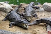 حمله گاندو به یک کودک تکذیب شد + جزییات