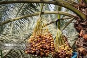تصاویر زیبا از برداشت خرما در حمیدیه