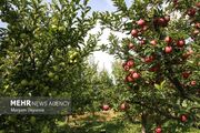 تصاویر زیبا از برداشت سیب در خراسان شمالی