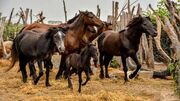 ایران به دنبال ثبت اسب کاسپین