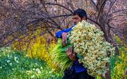 جشنواره گل نرگس شهرستان خفر شش ساله شد