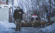 «چشم بادومی» برای حضور در ماراتن فجر آماده می‌شود