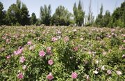 گسترش عطر گل محمدی در چهارمحال و بختیاری