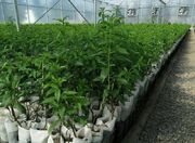 استانداردسازی نهال در فارس؛ ضرورتی استراتژیک برای تولید محصولات صادرات‌محور