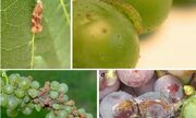 نخستین اجرای کشوری «شکار انبوه» خوشه‌خوار انگور به روش غیرشیمیایی در فارس