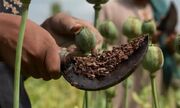 تریاک؛ خطر مرگ زودرس را ۶۹ درصد افزایش می‌دهد!