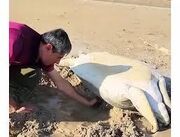 نجات لاک‌پشت غول‌پیکر در سواحل بوشهر