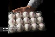 پیش‌بینی قیمت تخم‌مرغ امروز 16 دی ماه