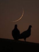 عکس: تصویری از هلال ماه صفر