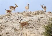 شفاف‌سازی درباره خبر کذب پیرامون آهوهای جزیره خارگ
