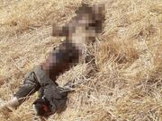 ماجرای جسدی که توسط حیوانات خورده شد