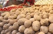 سیب زمینی ارزان راهی بازار می‌شود