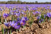 «ادویه آفتاب» چه فوایدی دارد؟