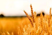 ۹۷ درصد از مطالبات گندمکاران خراسان جنوبی پرداخت شد