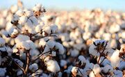 ۵۰ هزارتن پنبه تا پایان سال وارد می‌شود