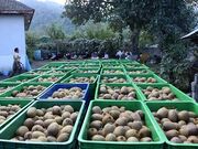 ۶۸ هزار تن مرکبات و کیوی از مازندران صادر شد