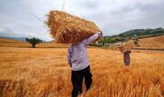 خرید بیش از ۱۷ هزار تن گندم از کشاورزان خرمشهری