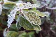خسارت سرمازدگی به بیش از ۱۱ هزار هکتار از باغات آذربایجان‌غربی