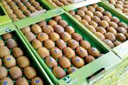 صادرات کیوی و مرکبات مازندران در نقطه جوش؛ از ازبکستان تا روسیه
