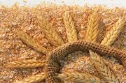 پیش‌بینی خرید ۱۵ هزار تن گندم از کشاورزان زرندیه