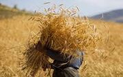 ۲۰ همت اعتبار برای خرید تضمینی گندم در زنجان اختصاص یابد