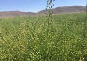آغاز خرید دانه روغنی کاملینا در بجنورد