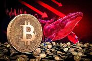 ریزش بیت‌ کوین نهنگ‌ها را فعال کرد؛ افزایش ذخایر هولدرهای بزرگ BTC