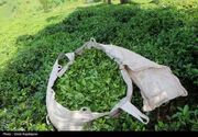 کشف ۳۰ تن چای احتکاری در لاهیجان
