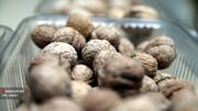 کشت ارقام اصلاح شده گردو در خلخال ترویج می‌یابد