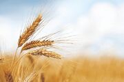 خرید تضمینی گندم در چهارمحال و بختیاری به ۴ هزار تن رسید