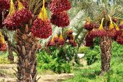 آغاز برداشت خرمای زودرس در دلگان؛ تولید بیش از ۵۰ هزار تن خرما