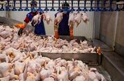 قیمت انواع مرغ ۷ مرداد ۱۴۰۵