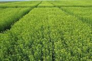 بیشترین خرید دانه روغنی کاملینا در کشور در خراسان شمالی رقم خورد