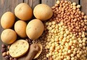 توزیع سیب‌زمینی تنظیم بازاری در کرمانشاه آغاز شد