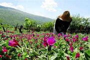 رشد ۸۵ درصدی کشت گیاهان دارویی در سیستان و بلوچستان
