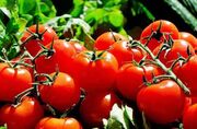 ۱۵۰۰ هکتار از مزارع بوشهر زیر کشت گوجه‌فرنگی پاییزه می‌رود