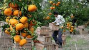 تعیین قیمت ۷۰ تا ۱۵۰ هزار تومانی مرکبات در مازندران