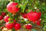 پیش‌بینی برداشت و صادرات بیش از ۱۳ هزار تن انار از باغملک