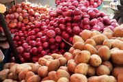 کشت پاییزه پیاز در هرمزگان آغاز شد