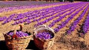 ۱۴ هکتار از اراضی کشاورزی قم به کشت زعفران اختصاص دارد