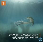 عروس دریایی بدون مغز هم از اشتباهات خود درس می‌گیرد، ولی آنچلوتی نه