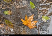 هواشناسی ایران۱۴۰۳/۸/۱۴؛ رگبار باران در تهران و ۲۳ استان