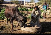 آغاز واکسیناسیون ۹۵۰هزار رأس دام عشایری در لرستان؛ از آذرماه