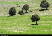 حمایت از بهره‌برداران گیاهان دارویی در کشور