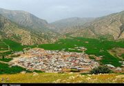 قطب انجیر سیاه ایران صنایع تبدیلی ندارد